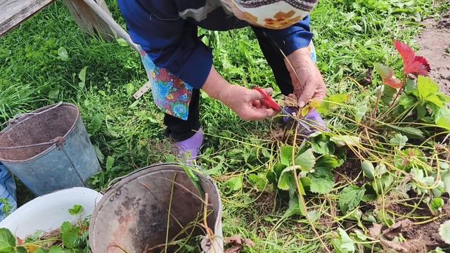 Полати готовы,посадили клубнику 🍓.