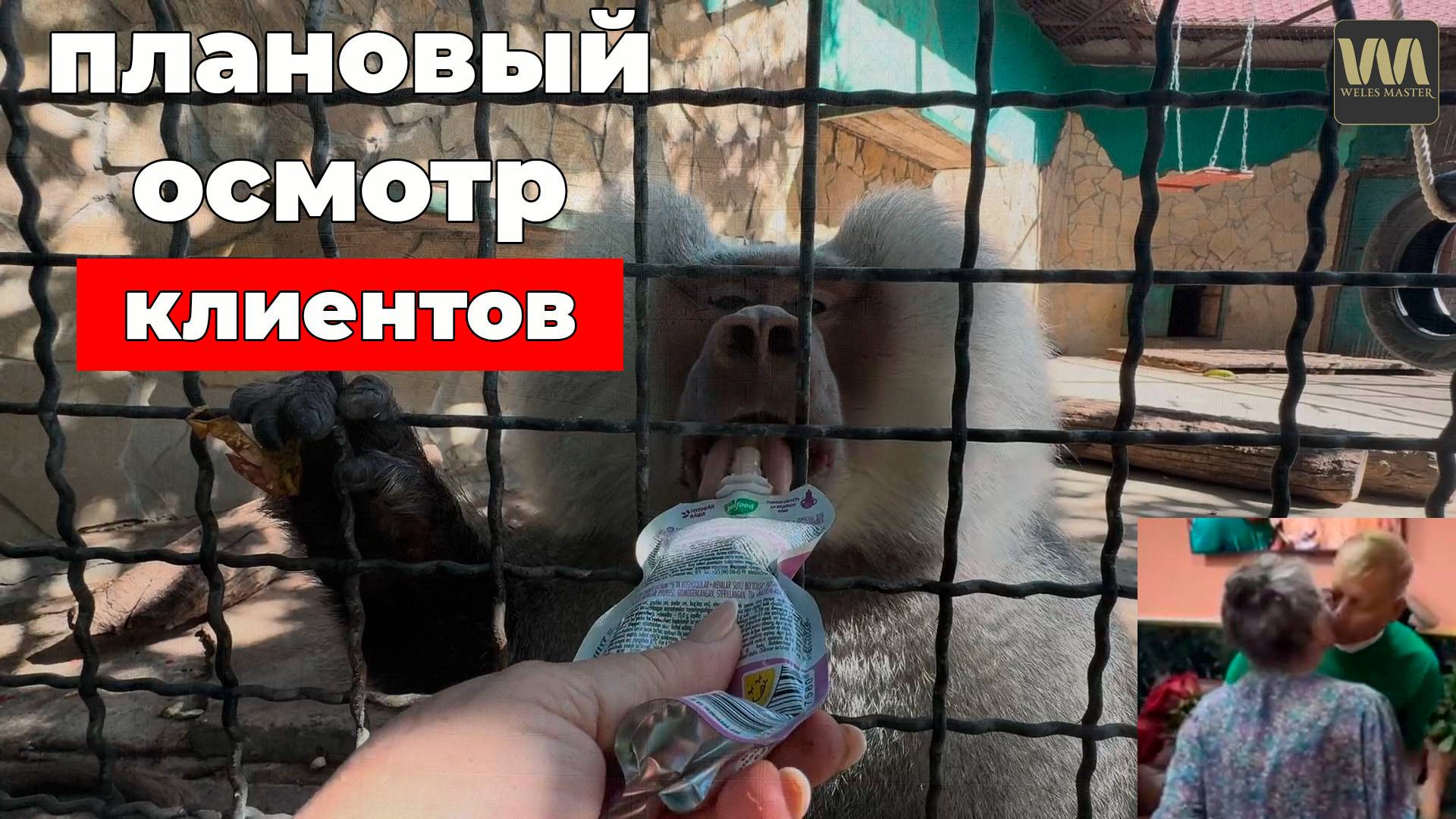 Сегодня плановый осмотр Гамадрило...бов и бабы Юли, 27 августа