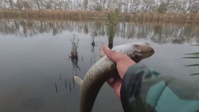 Рыбалка на живца, тут много хищной рыбы, щука и судак.
