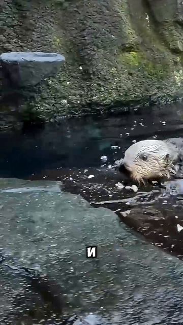 самое милое животное