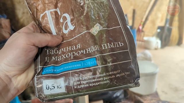 Опудрите кусты смородины этим осенью чтобы было много крупной ягоды в следующем году.
