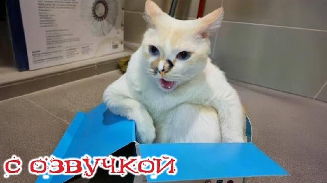 Приколы с котами! - С ОЗВУЧКОЙ! Самые смешные животные! СМЕШНЫЕ КОТЫ! ДО СЛЕЗ!