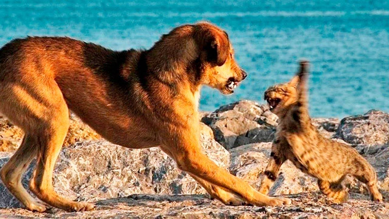 ПРИКОЛЫ С ЖИВОТНЫМИ ДО СЛЕЗ #162 Смешные КОТЫ И СОБАКИ Приколы