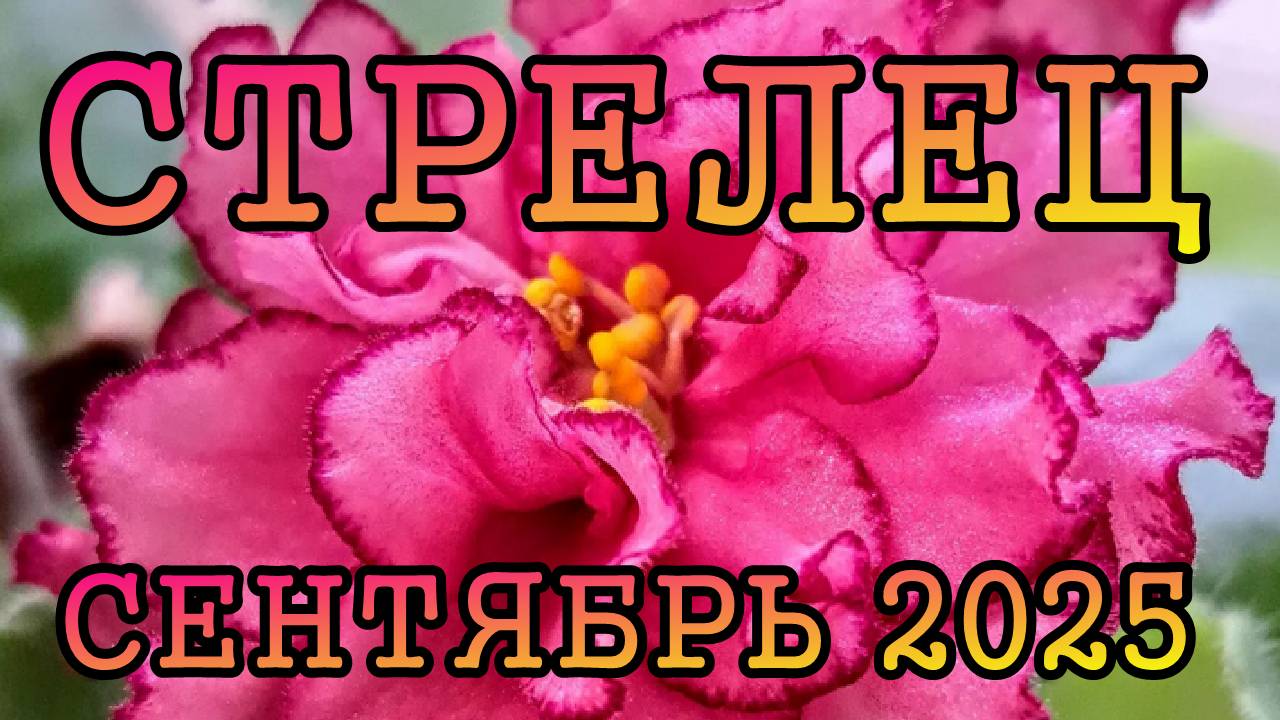 СТРЕЛЕЦ таро прогноз на СЕНТЯБРЬ 2025 года.