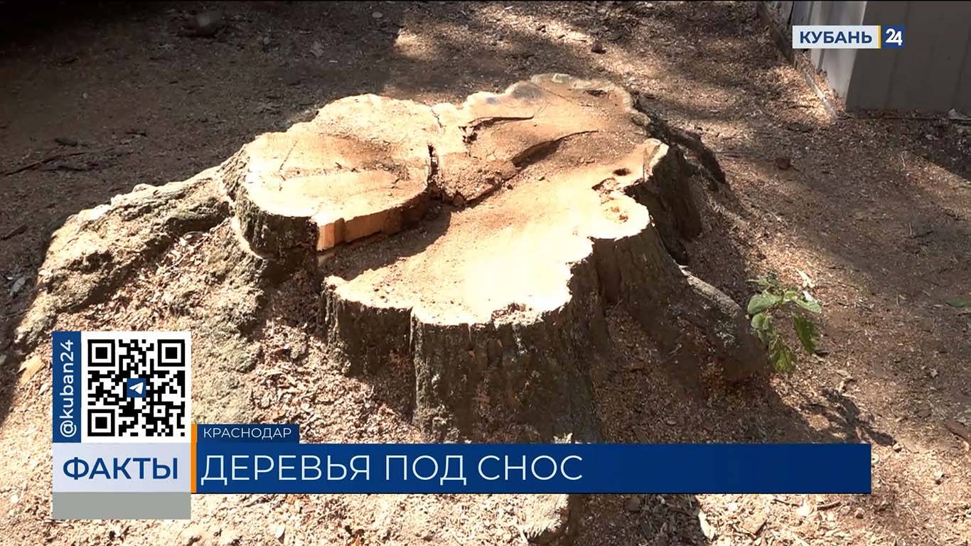 В мэрии Краснодара назвали причину вырубки деревьев в Чистяковской роще