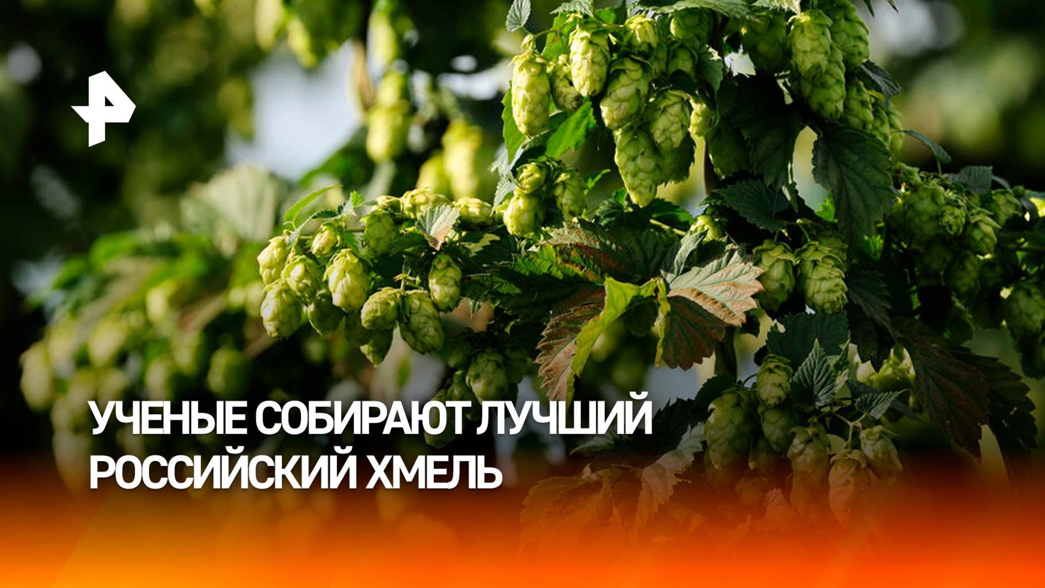 Ученые собирают лучшие образцы российского хмеля для пивоварения