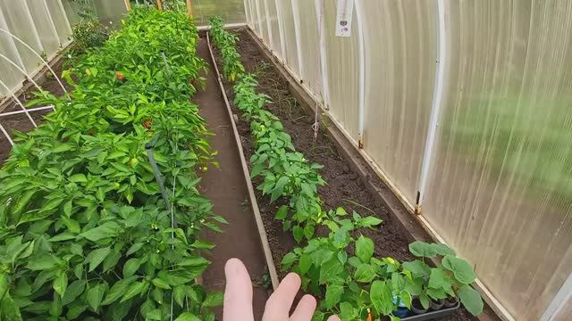 Целый день в домашних хлопотах Заготовки продолжаются