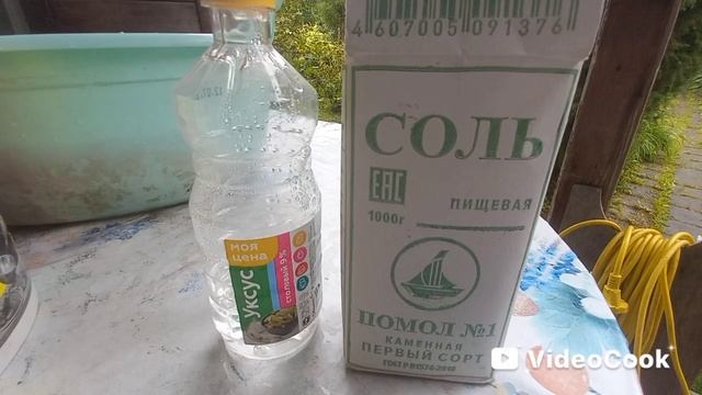 Сыроежки маринованные. Вкусно и красиво! Рецепт.