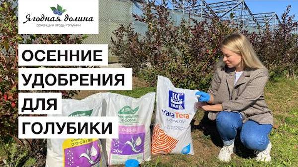 Чем и как удобрять голубику осенью? Конкретные примеры и способы