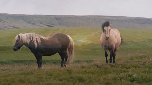 ржания ЛОШАДИ/голос лошади/как ГОВОРИТ лошадь /для детей/neighing HORSES/horse voice
