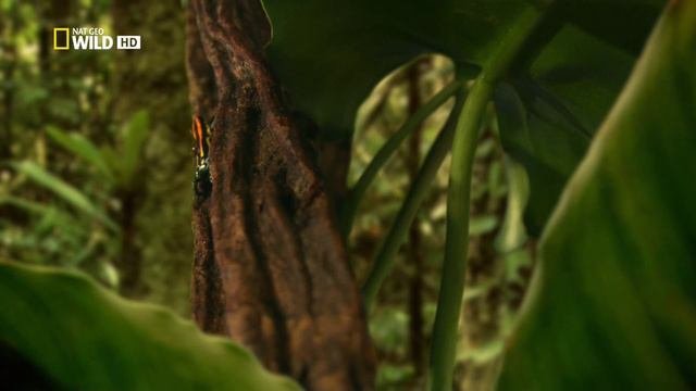 Дикая природа Амазонки 1 серия «Колыбель жизни» (документальный сериал, 2010)