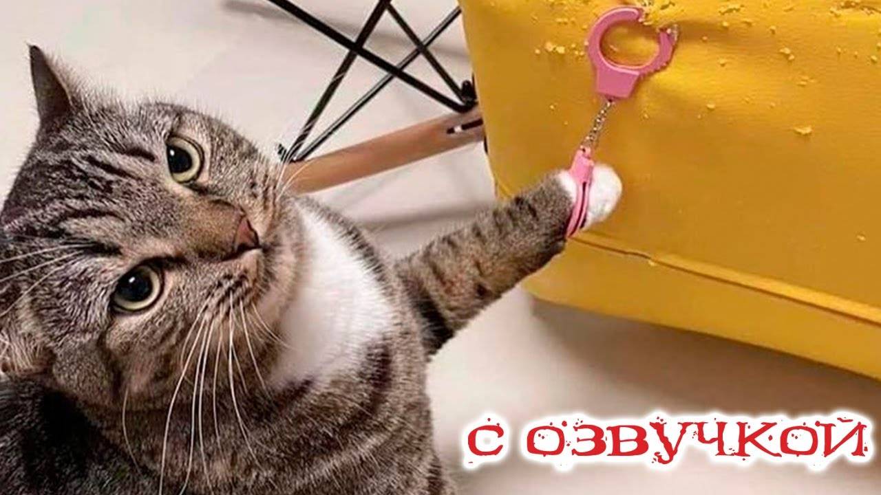 Приколы с котами! Смешные коты С ОЗВУЧКОЙ! Самые смешные животные!