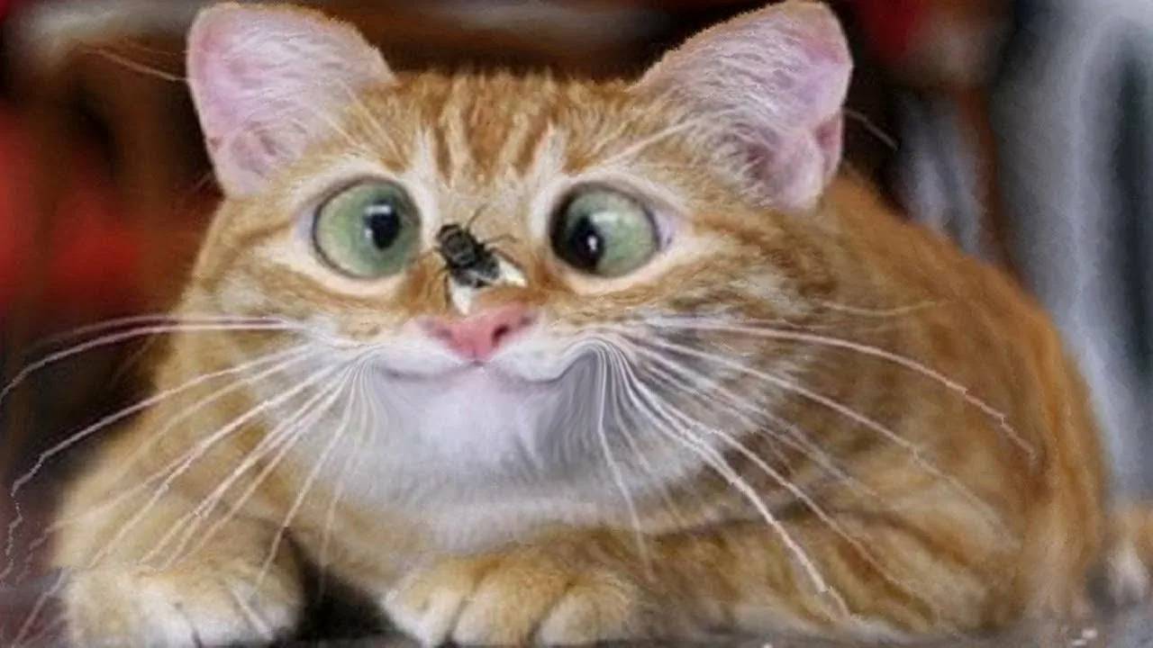 Приколы с животными до слез! Свежие приколы 2024! Приколы с котами и кошечками.
