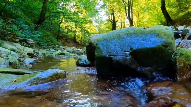 Шум реки в лесу пение птиц звуки природы