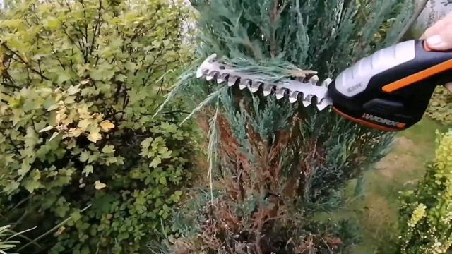 Скальный можжевельник Блю Эрроу. Топиар стрижка.Мой первый опыт. ??