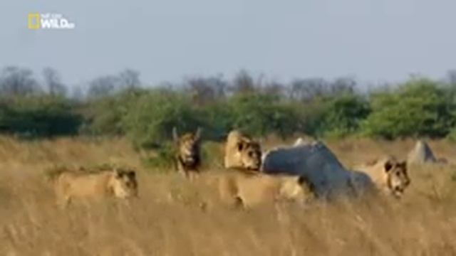 Nat Geo Wild Хищники Африки молодая кровь NationalGeographic Animalplanet Охота диких зверей