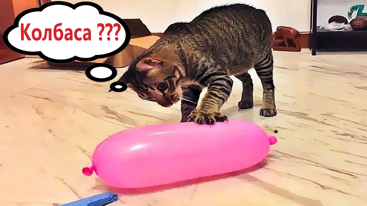 Приколы с котами! С ОЗВУЧКОЙ! Самые смешные животные! Смешное видео