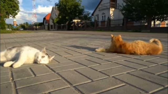 Анука-давай-ка Мурка и Рыжик?