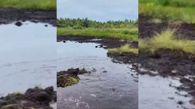 буль???