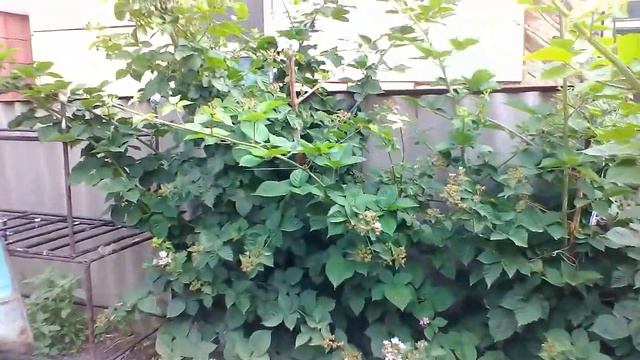 Мой сад и огород.