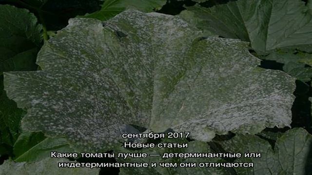 Как избавиться от мучнистой росы на кабачках без хими