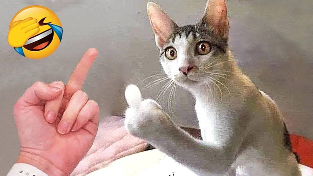 Самые смешные животные 😂 Приколы с котами и собаками 2023 😺🐶