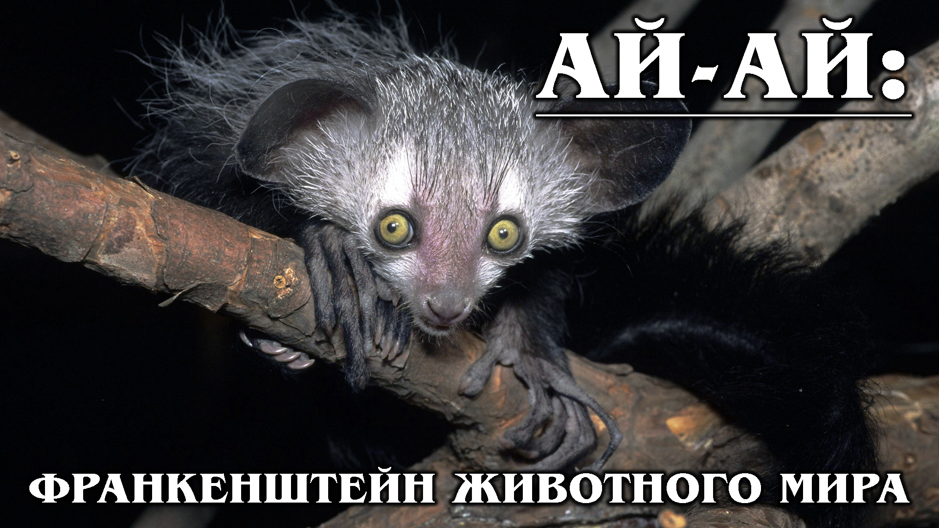 АЙ-АЙ (МАДАГАСКАРСКАЯ РУКОНОЖКА): Предвестник беды у мадагаскарцев | Интересные факты про приматов
