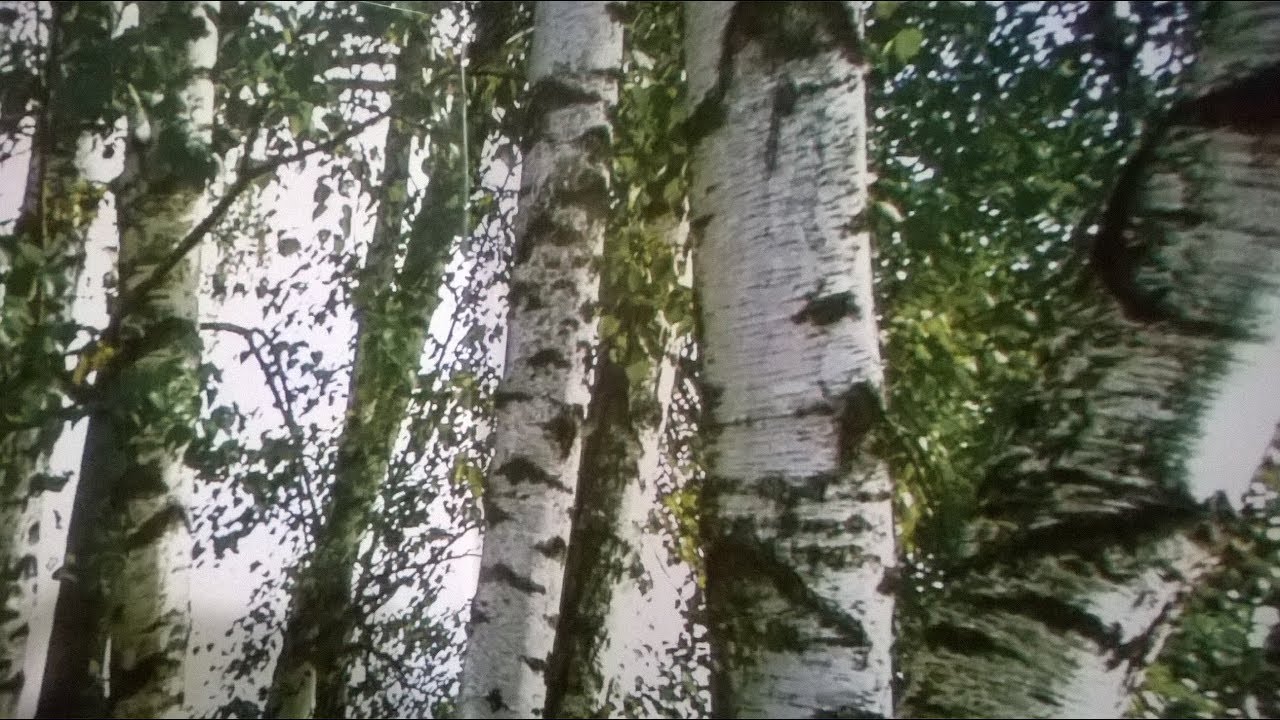 Как удалить смолу с одежды