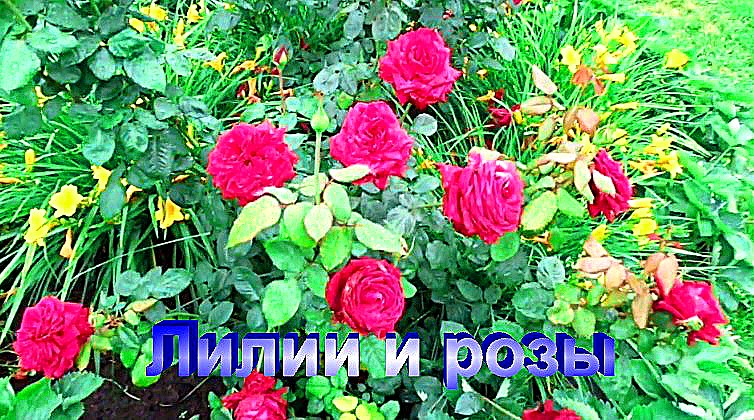 "розы" #Огород#Сад#Дача