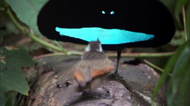 BBC: Планета Земля 1 серия «От полюса до полюса» (сериал, 2006)