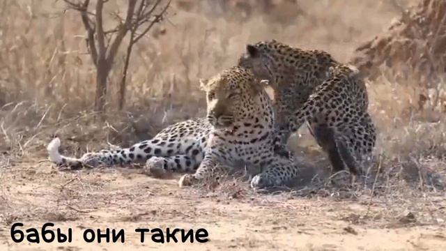 В мире животных #животные
