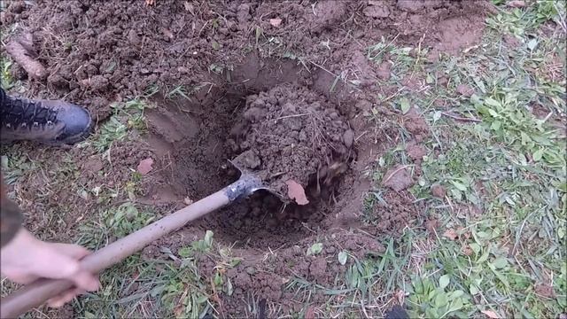 Как посадить ель. Посадка ели на участке. Или как правильно посадить ель чтобы ель прижилась