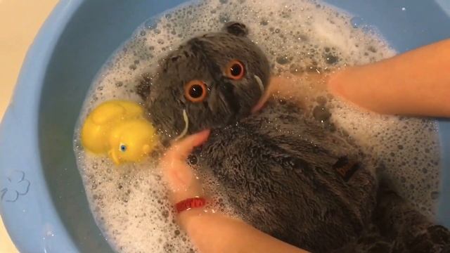 КАК ПОСТИРАТЬ БАСИКА? МОЙ БАСИК КУПАЕТСЯ! КАК ПРАВИЛЬНО СУШИТЬ БАСИКА ПОСЛЕ СТИРКИ?