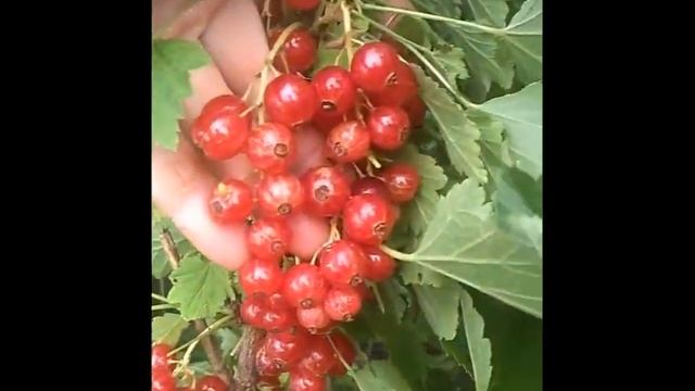 Ласуня - лучший сорт красной смородины для сладкоежек
