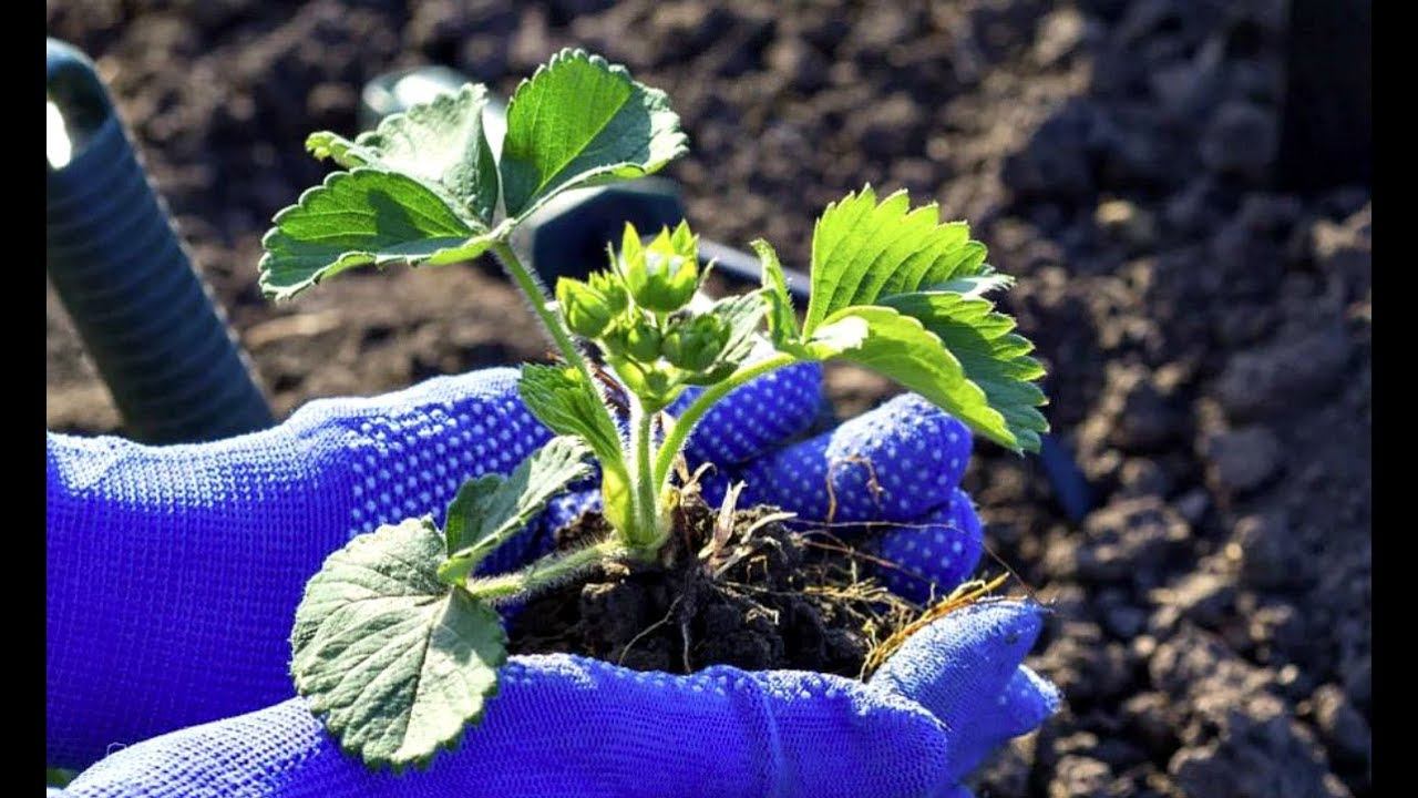 Лучшая подкормка для клубники осенью в сентябре + подкормка при посадке клубники осенью!