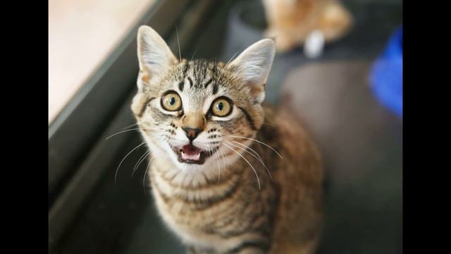 МЯУКАНЬЕ КОТА.ВАША КОШКА СОЙДЕТ С УМА.