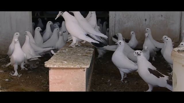 бакинские голуби баку 2017