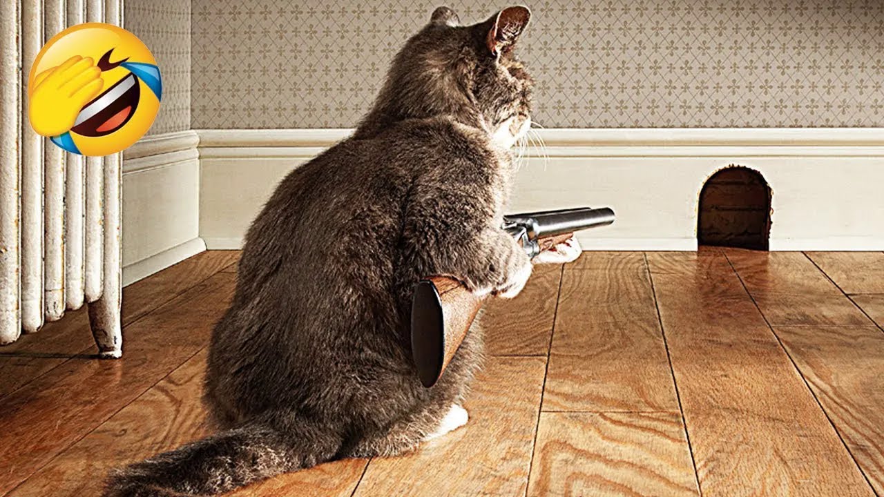 СМЕШНЫЕ КОТИКИ 2023