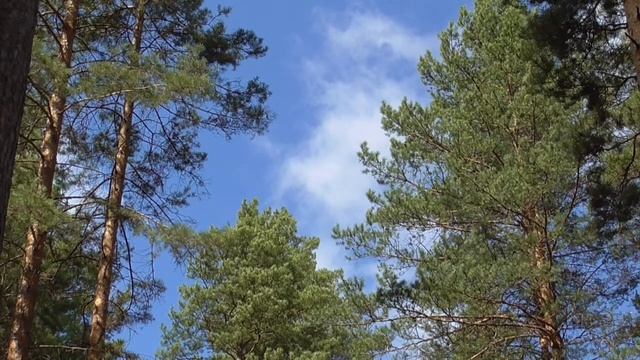 Полное восстановление здоровья поясницы, тазобедренных суставов, ног Для мужчин Сытин Г.Н.