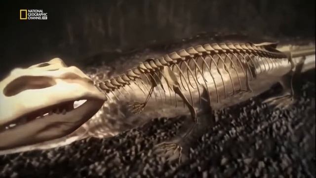 Джунгли. Дикая природа.