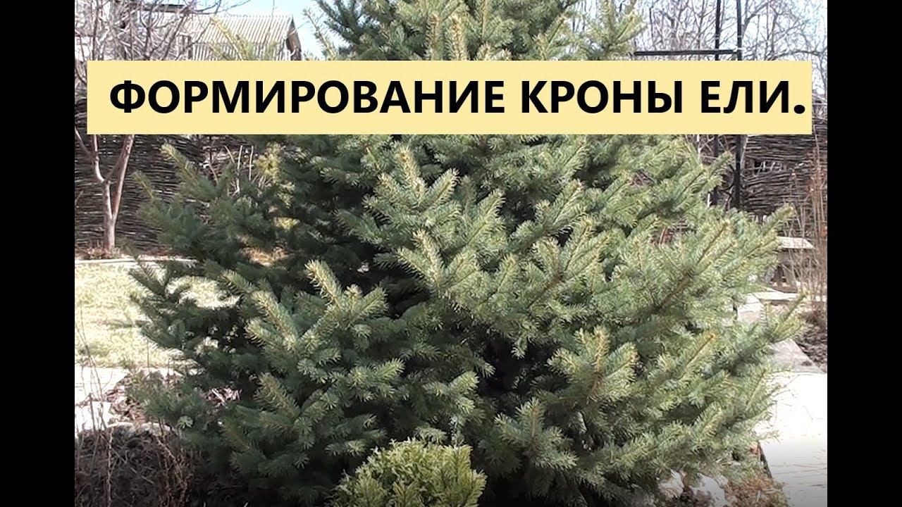 Обрезка и формирование кроны елей.