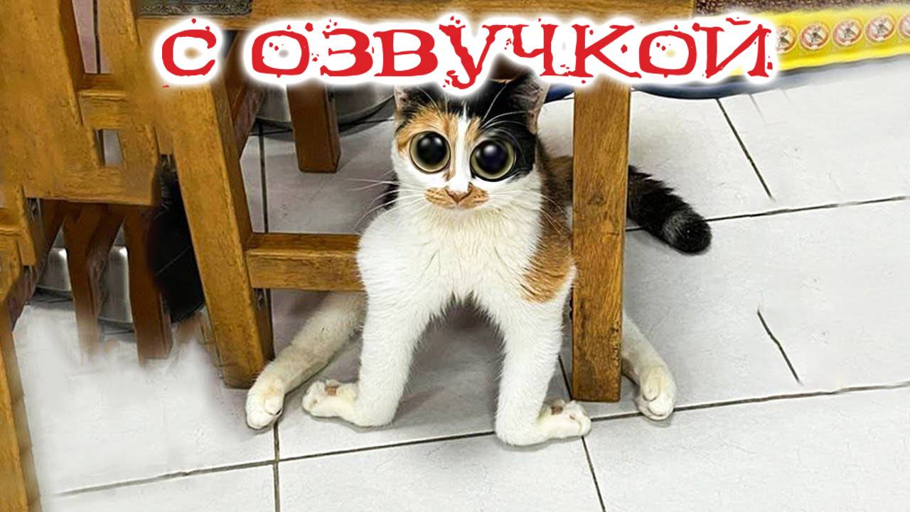 ПРИКОЛЫ С КОТАМИ - С ОЗВУЧКОЙ - Самые Смешные Животные - Смешное видео с котами!