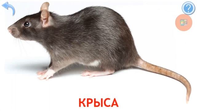Карточки Домана Животные леса и их голоса. Звуки Животных