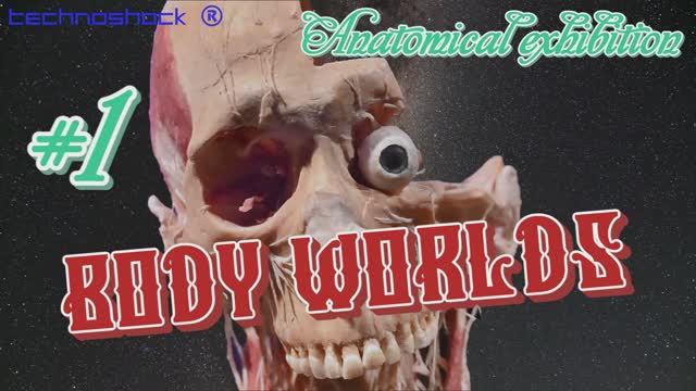 BODY WORLDS. Анатомическая выставка. Часть 1.