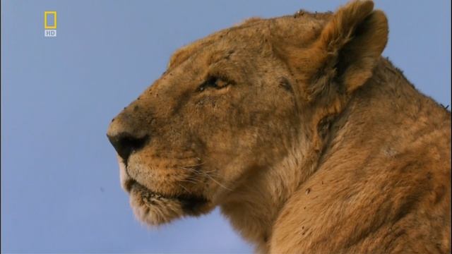 Планета хищников 1 серия «Лев» (документальный сериал, 2007)