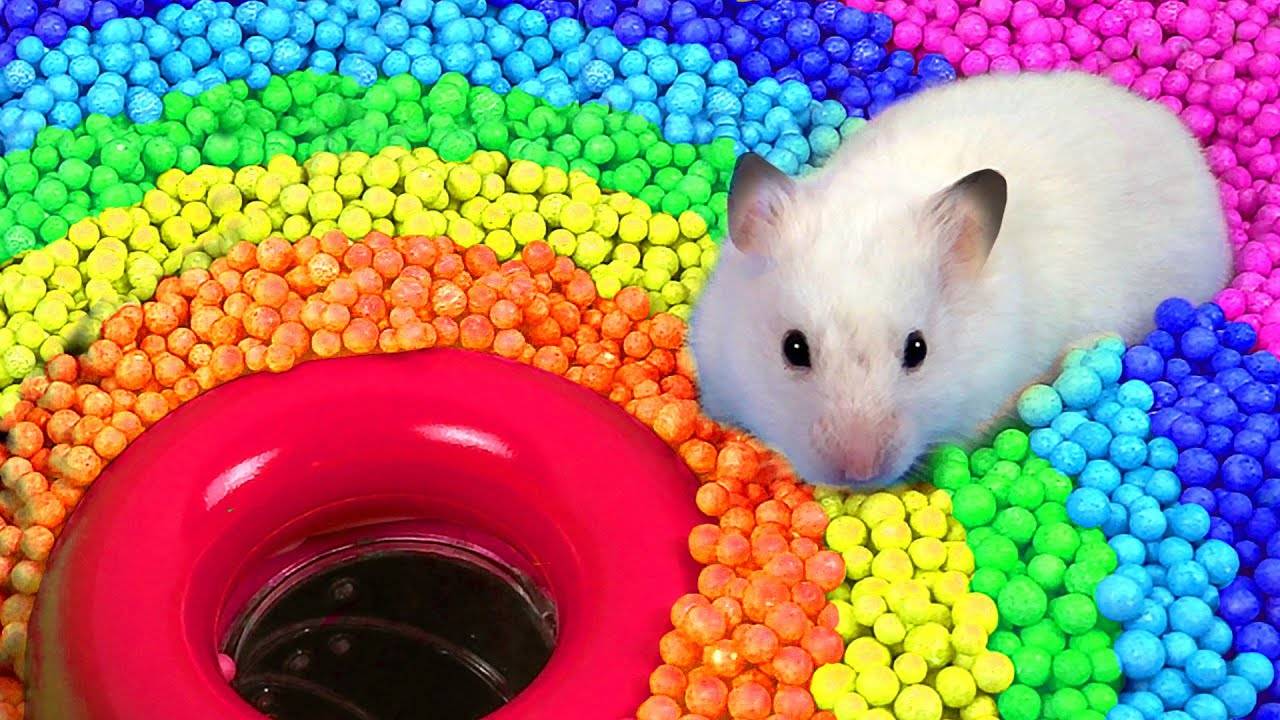 🐹 Хомяк убегает из лабиринта у бассейна для домашних животных 🐹 в рассказах о хомяках
