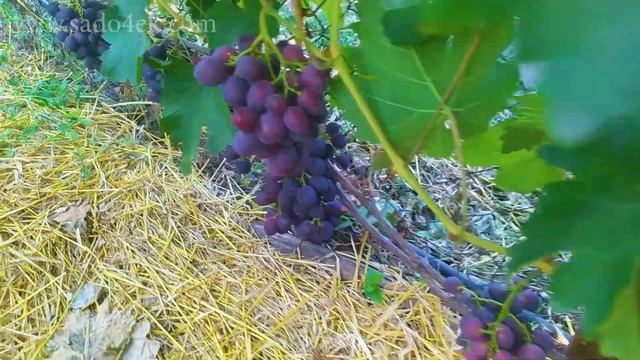 Виноград Памяти Учителя. Очень перспективный ранний сорт винограда.