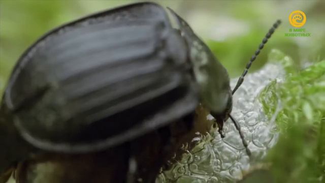 Макромиры. Жуки - любимцы небес. Документальный фильм. (720p)
