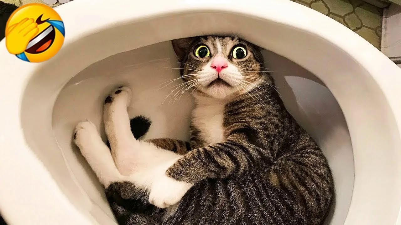 СМЕШНЫЕ КОТИКИ 2023