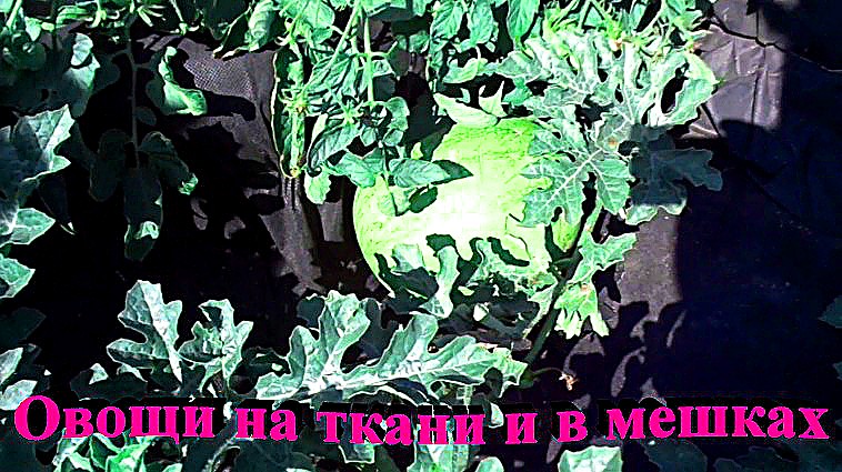 "Огород на ткани и в мешках"#сад#огород#дача